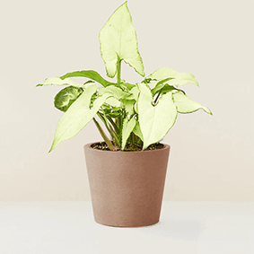 Arrowhead Plant