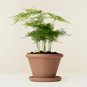 Asparagus Fern