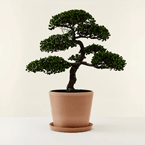 Bonsai Ficus Ginseng