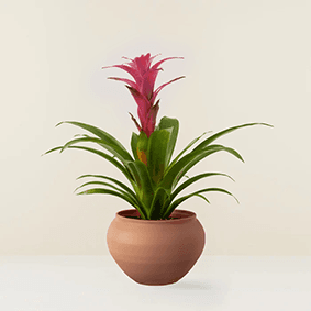 Guzmania Bromeliad