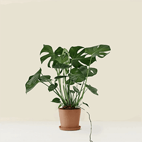 Monstera Deliciosa