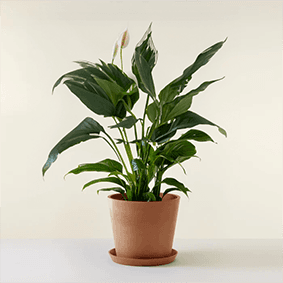 Peace Lily