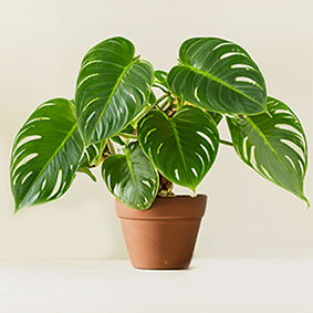 Philodendron