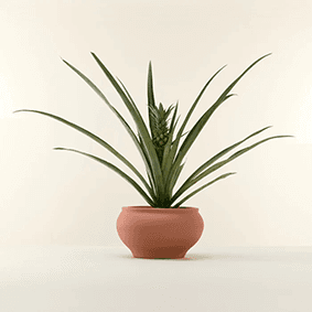 Pineapple Plant