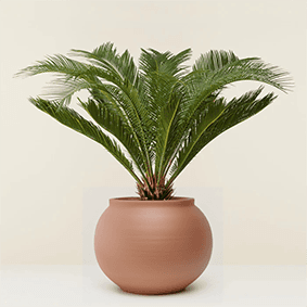 Sago Palm