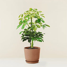 Schefflera Gold Capella