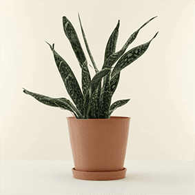 Snake Plant