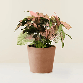 Syngonium Rose