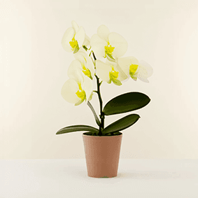 White Orchid